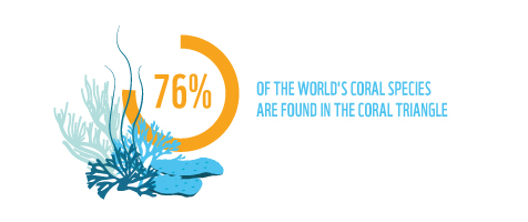 76percent Of World Coral Species Found In Coral Triangle