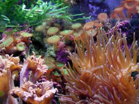 Rafy koralowe – przyrodniczy cud świata