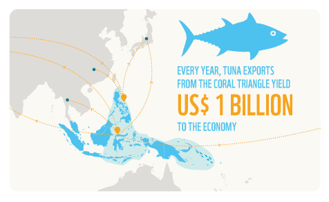 Tuna Export In The Coral Triangle
