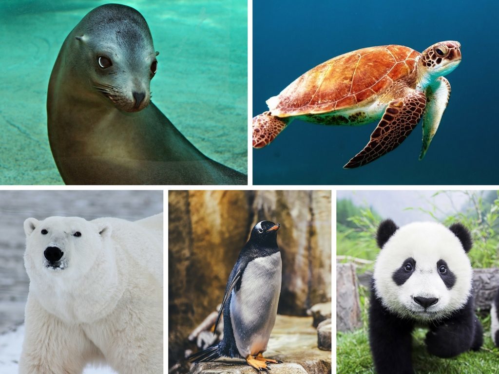 Endangered Species – a Quiz