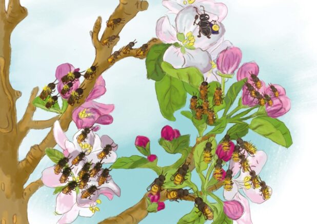 dziesiątki pszczół siedzą na kwiatach jabłoni