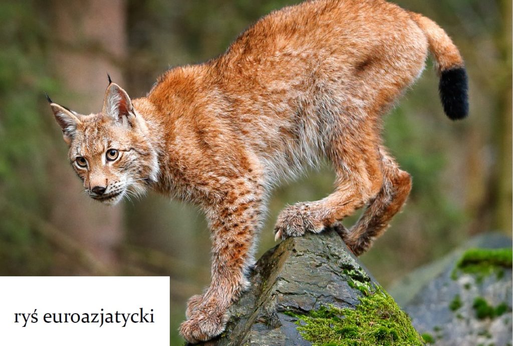 Październik miesiącem zwierząt 3 Październik Miesiącem Zwierząt 3