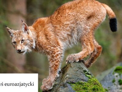 Październik – miesiącem zwierząt. Prezentacje