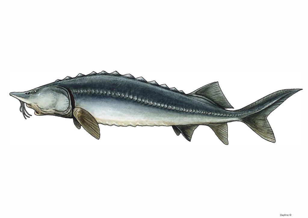 zdjęcie ryby Bieługi