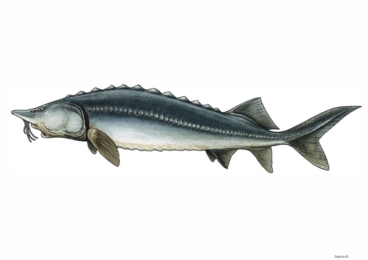 zdjęcie ryby Bieługi