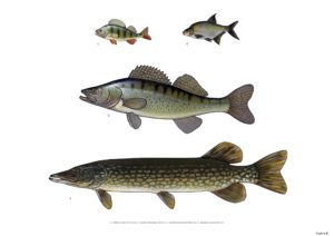 obrazki ryb zamieszkujących Dunaj