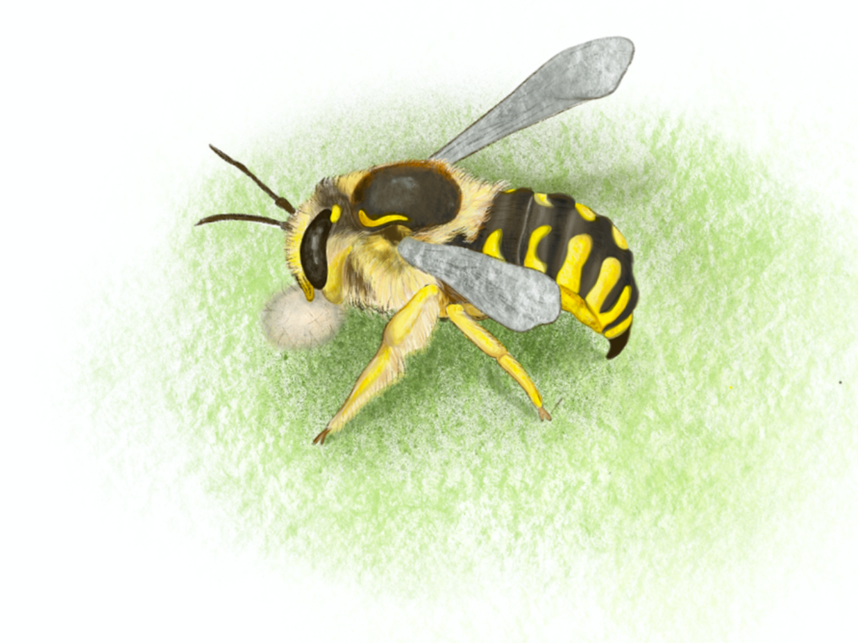 Бджолині комірки