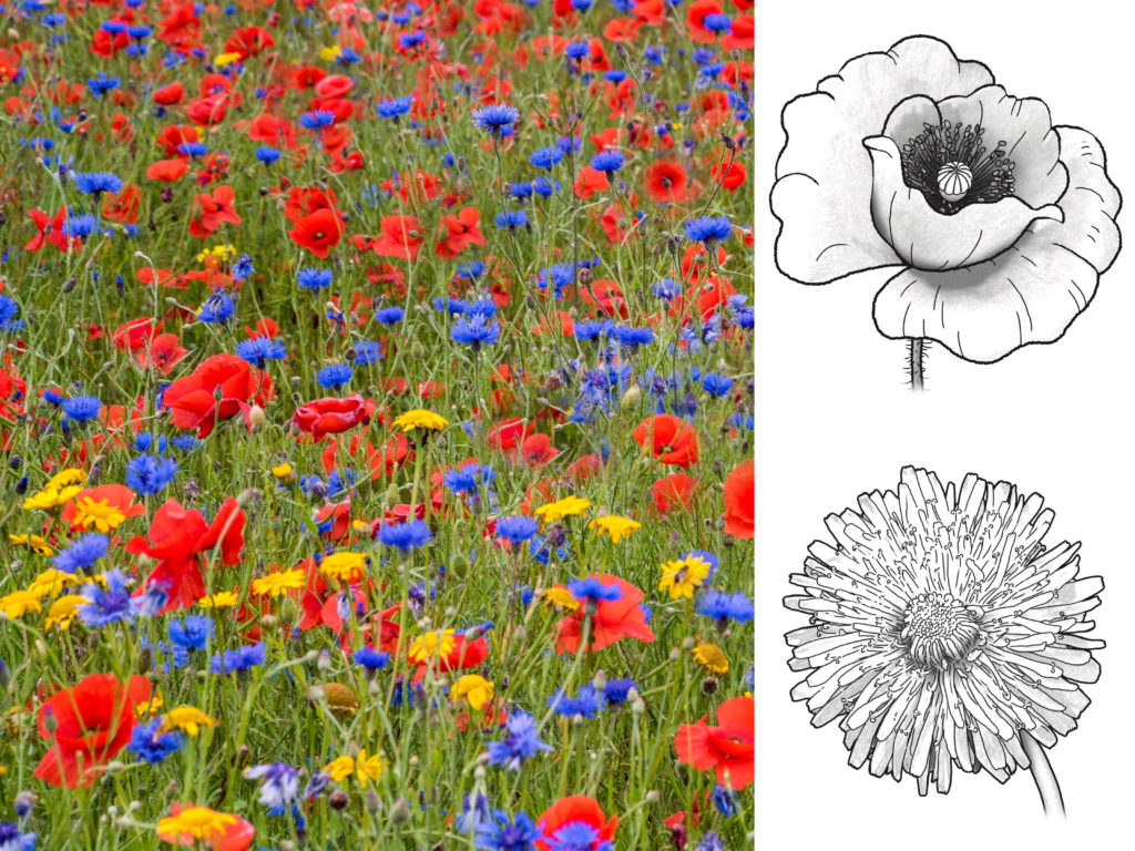 grafika kwiatów na łące i rysunków kwiatów do kolorowania