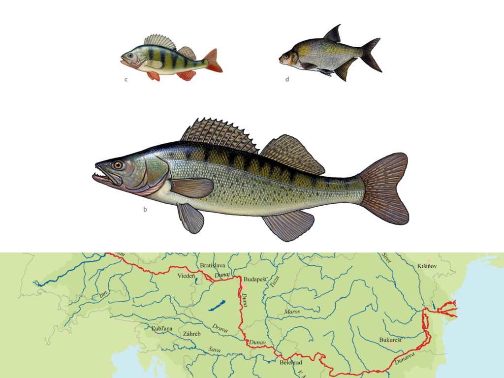 grafika z rysunków ryby bieługi i mapy Dunaju