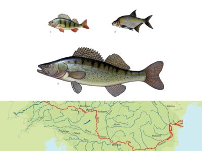 Migracja ryb – poznajmy ją wspólnie