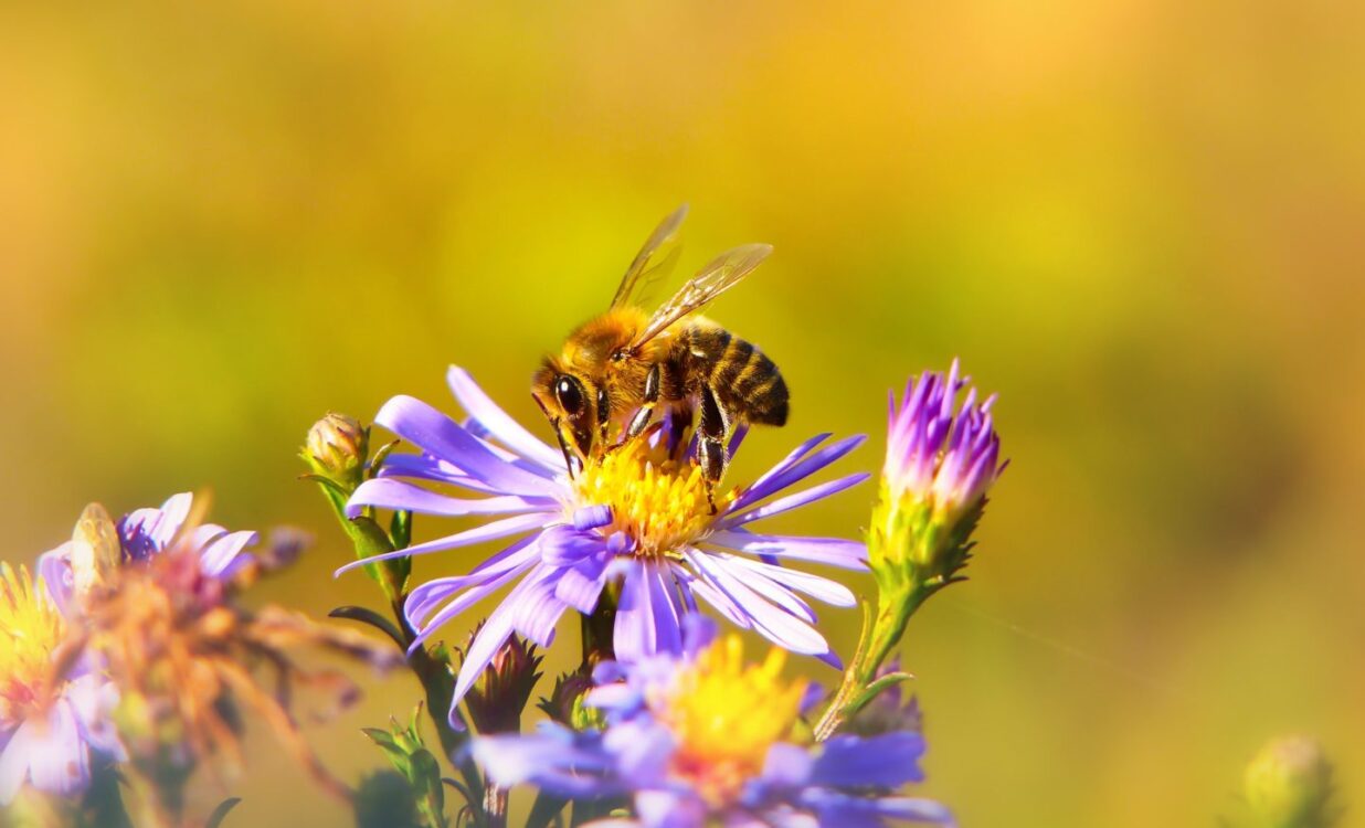 zdjęcie pszczoły siedzącej na fioletowym kwiatku