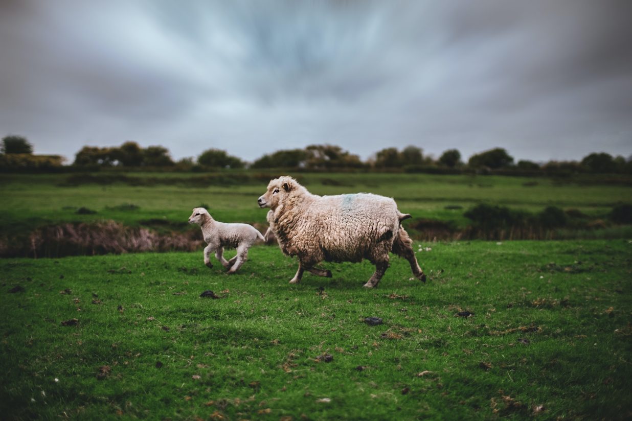 owca i koza biegnąca po łące