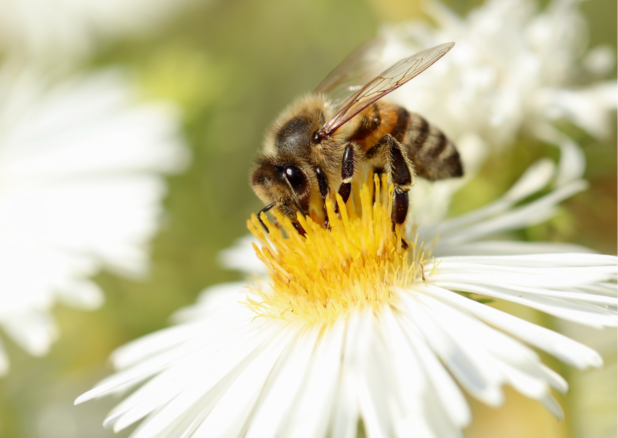 Na kwiatku o białych płatkach siedzi pszczoła.