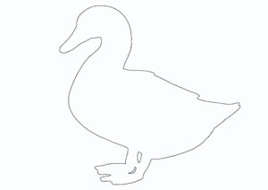 zwierzęta_kaczka Zwierzęta Kaczka