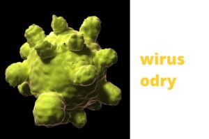 wirus odry pod mikroskopem