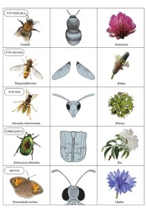 Karta pracy podzielona na piętnaście części, przedstawiająca owady