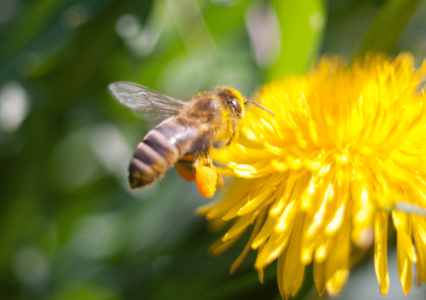 Pszczoła zbierająca nektar z mniszka lekarskiego