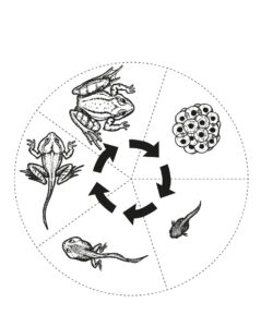 Koło podzielone na 5 części z różnymi etapami rozwoju żaby