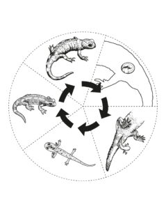 Koło podzielone na 5 części z różnymi etapami rozwoju salamandry