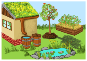 Kolorowa ilustracja. Dom z dachem porośniętym roślinnością. Pod rynną ustawione są zbiorniki na deszczówkę. W ogrodzie drzewo, staw i donica pomidorami.