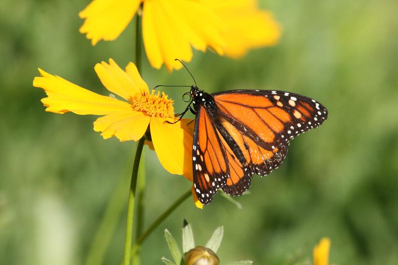 Motyl o pomarańczowo-czarnych skrzydłach siedzi na żółtym kwiatku.