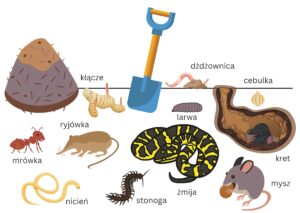 żywe organizmy w glebie (np.mysz, ryjówka, stonoga)