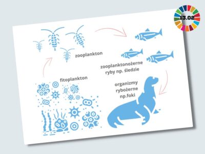 Marine food chain
