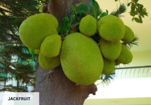 2.2_dzień słonia Drzewo pełne owoców jackfruit