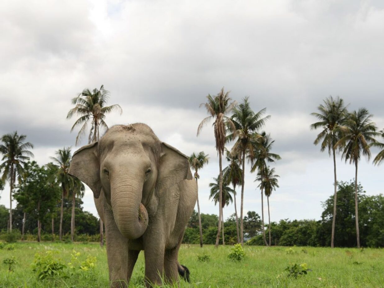 Zdjęcie słonia na tle palm