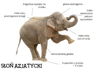 słoń azjatycki Słoń azjatycki