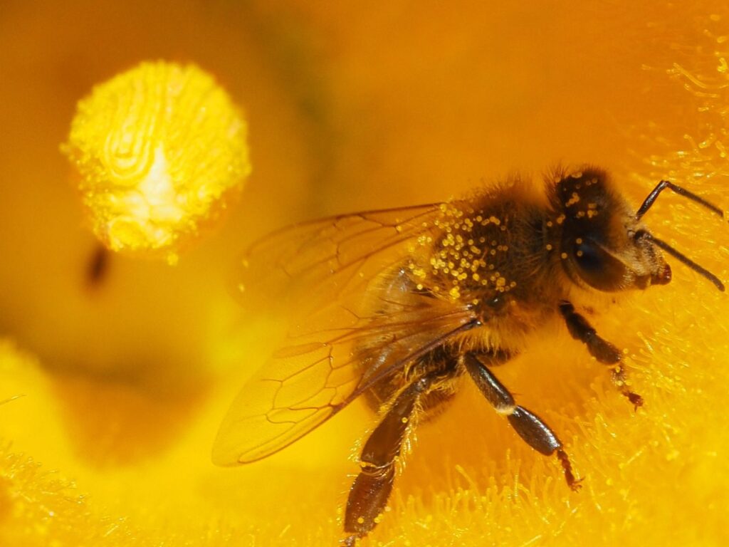 Taniec pszczół