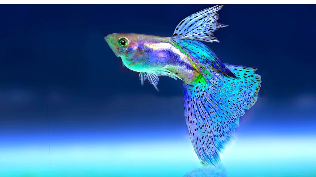 How do fishes breathe?