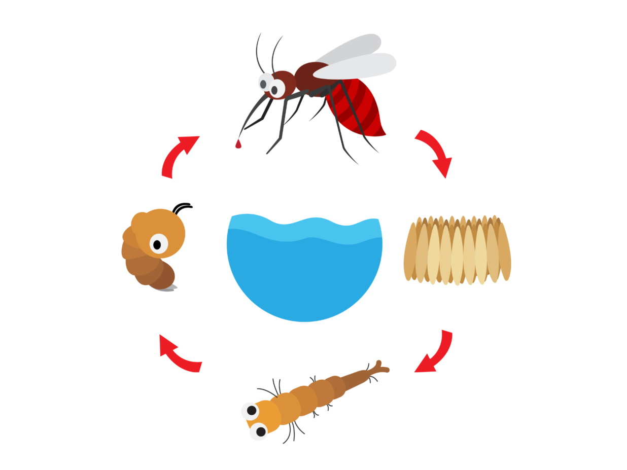 Cykl życia komara