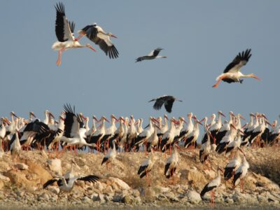 Storks’ migration