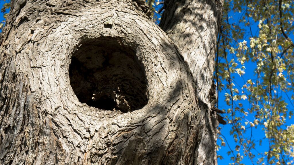 Dziupla w drzewie