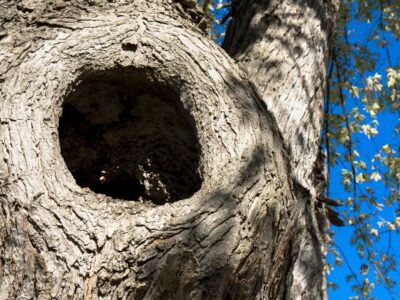 What’s hidden in the hollow?