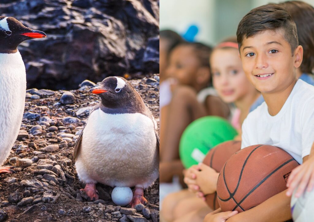 po lewej stronie obrazku pingwin wysiaduje jajko, po prawej - chłopak siedzi z piłką