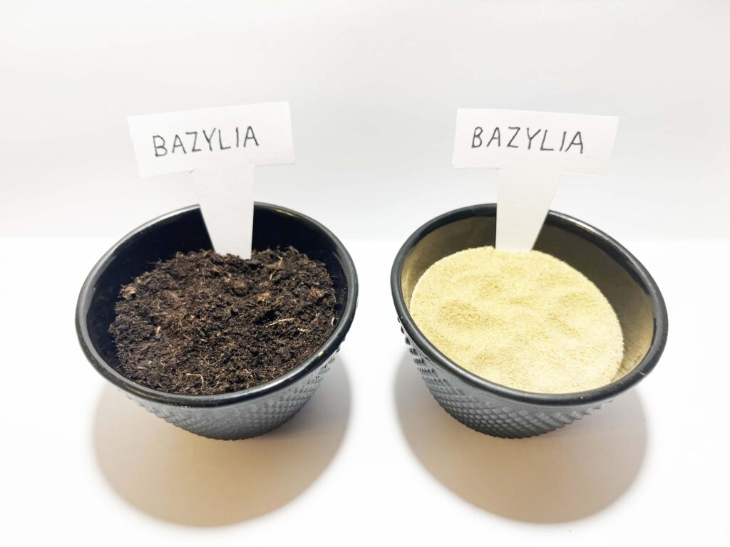 dwie miseczki: jedna z ziemią i nasionkami bazylii, a druga z piaskiem i nasionkami bazylii
