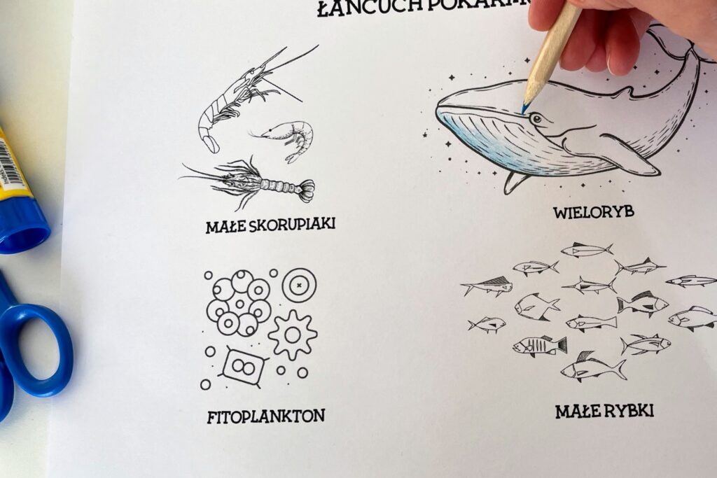 Łańcuch pokarmowy_krok 1 kolorujemy elementy łańcuchu pokarmowego