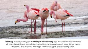 Strony od 1.04_międzynarodowy dzień ptaków_zał.2.1 (1) flamingi piją wodę
