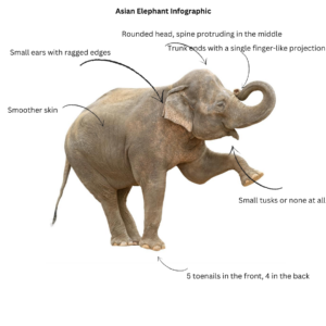 Asian Elephant Infographic Asian Elephant Infographic