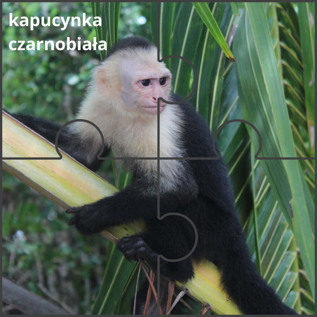 kapucynka