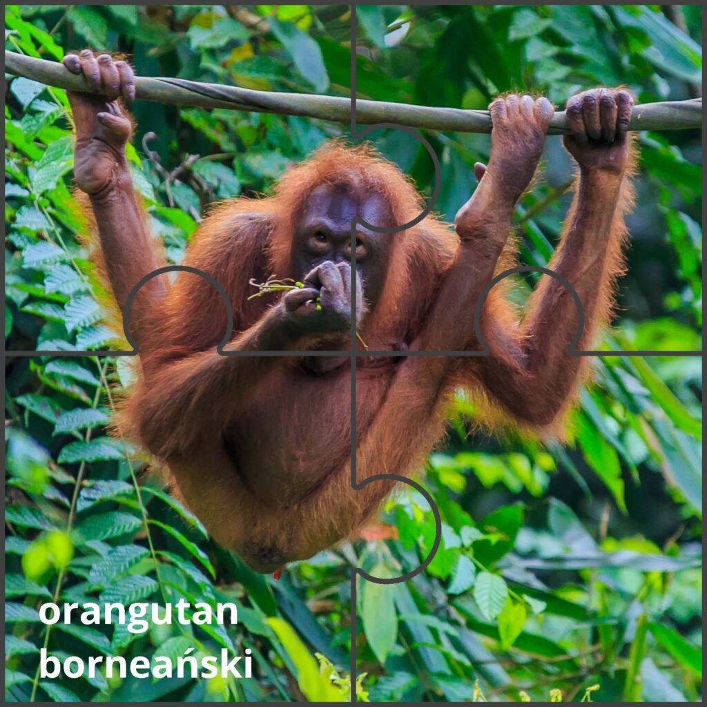 orangutan