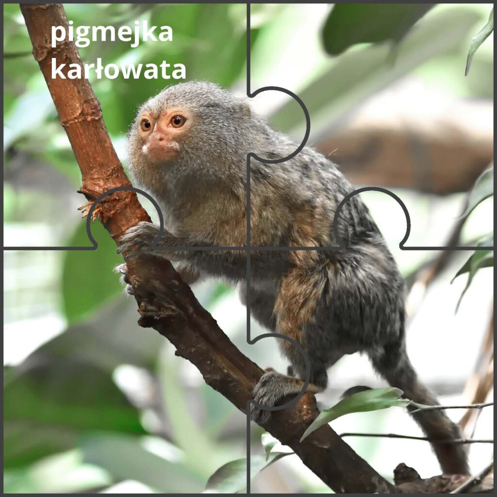 pigmejka