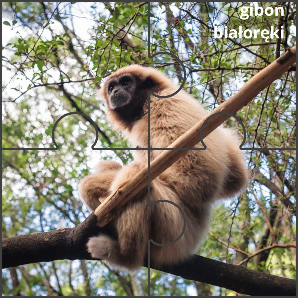 gibon