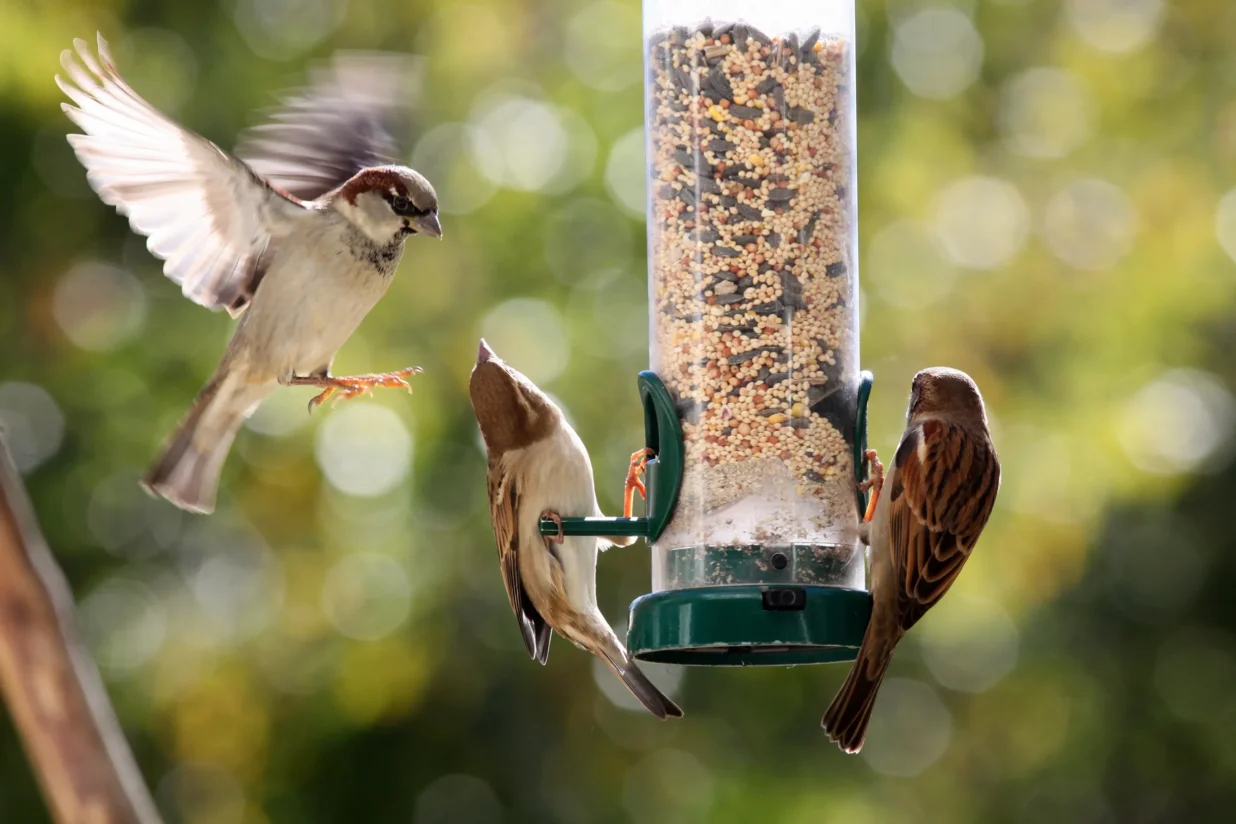 750529918 Species House Sparrow On Bird Feeder