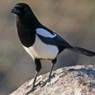 Correct birds Correct birds