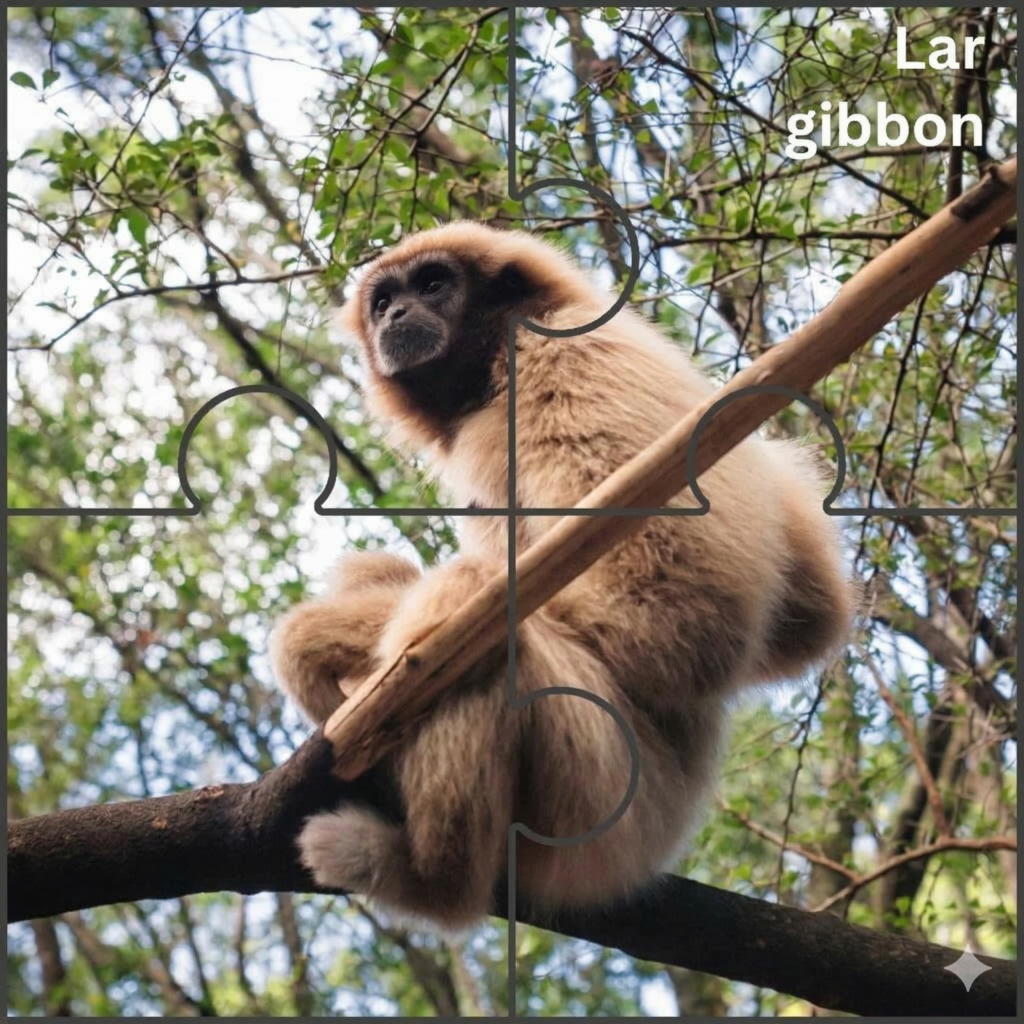 Lar gibbon Lar Gibbon