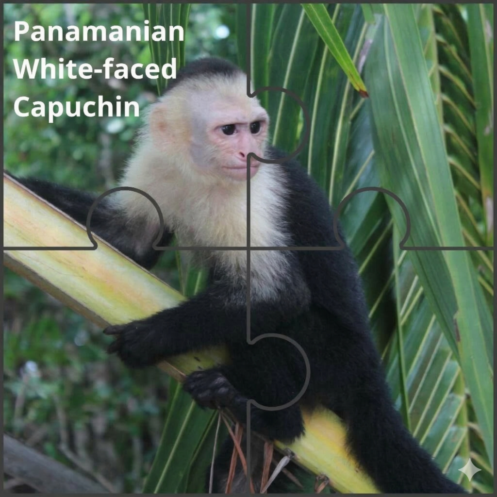 Panamanian White-faced Capuchin Panamanian White Faced Capuchin
