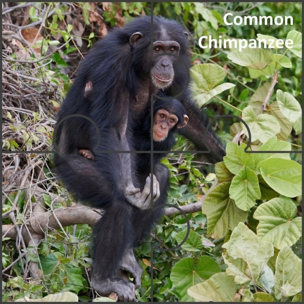 common chimpanzee Common Chimpanzee